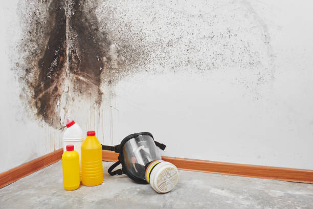 Best Black Mold Remediation in New Baden, IL
