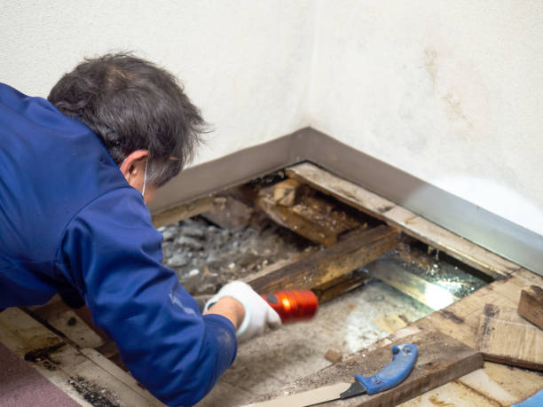 Best Preventive Mold Services in New Baden, IL
