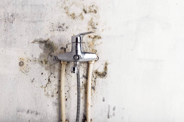 Best Basement Mold Remediation in New Baden, IL