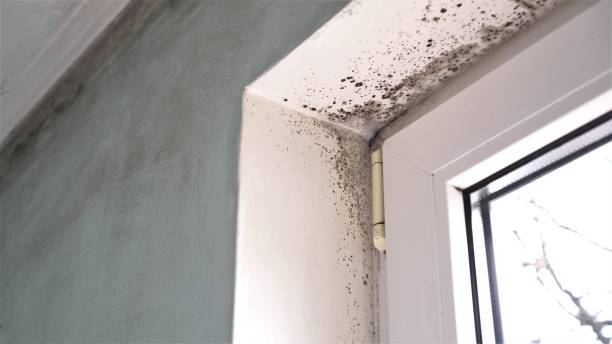 Best Crawl Space Mold Remediation in New Baden, IL