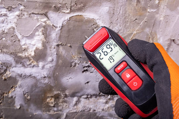 Best White Mold Remediation in New Baden, IL