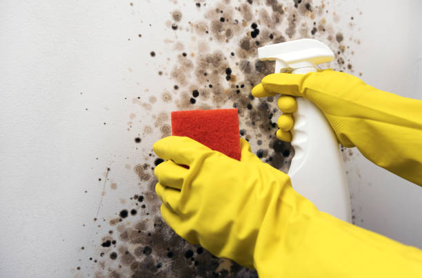 Best Residential Mold Remediation in New Baden, IL