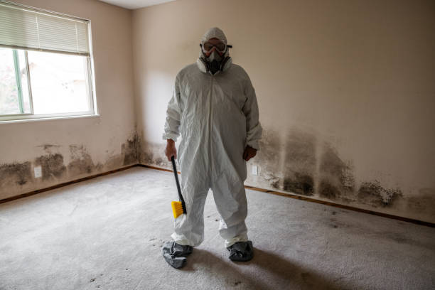 Best Health and Safety Mold Remediation in New Baden, IL