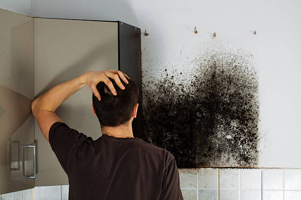 Best DIY Mold Remediation Support Services in New Baden, IL