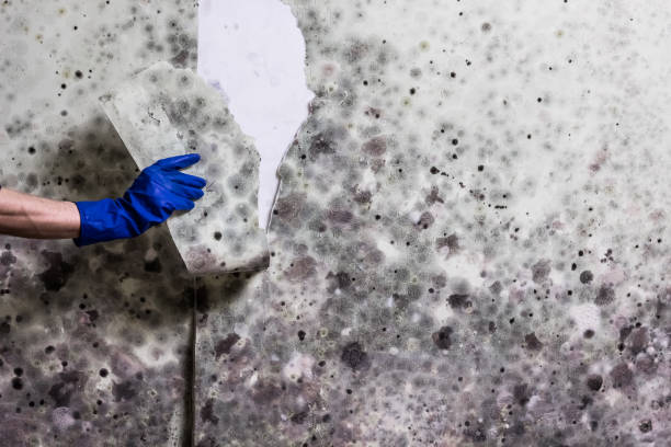 Best Emergency Mold Remediation in New Baden, IL