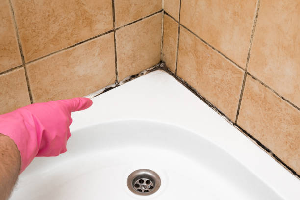 Best Insurance-Related Mold Remediation in New Baden, IL